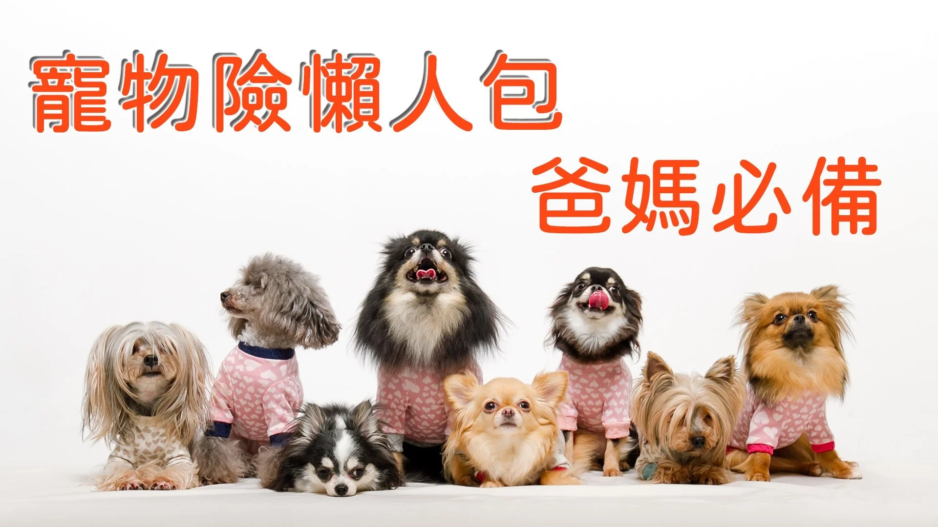 寵物保險懶人包∣寵物險是什麼？怎麼買？有哪些保障∣毛小孩第一次買保險就上手